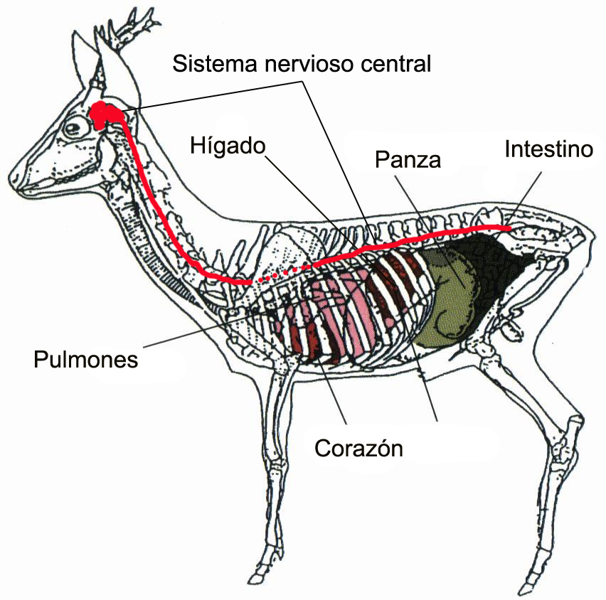 Anatomía del corzo
