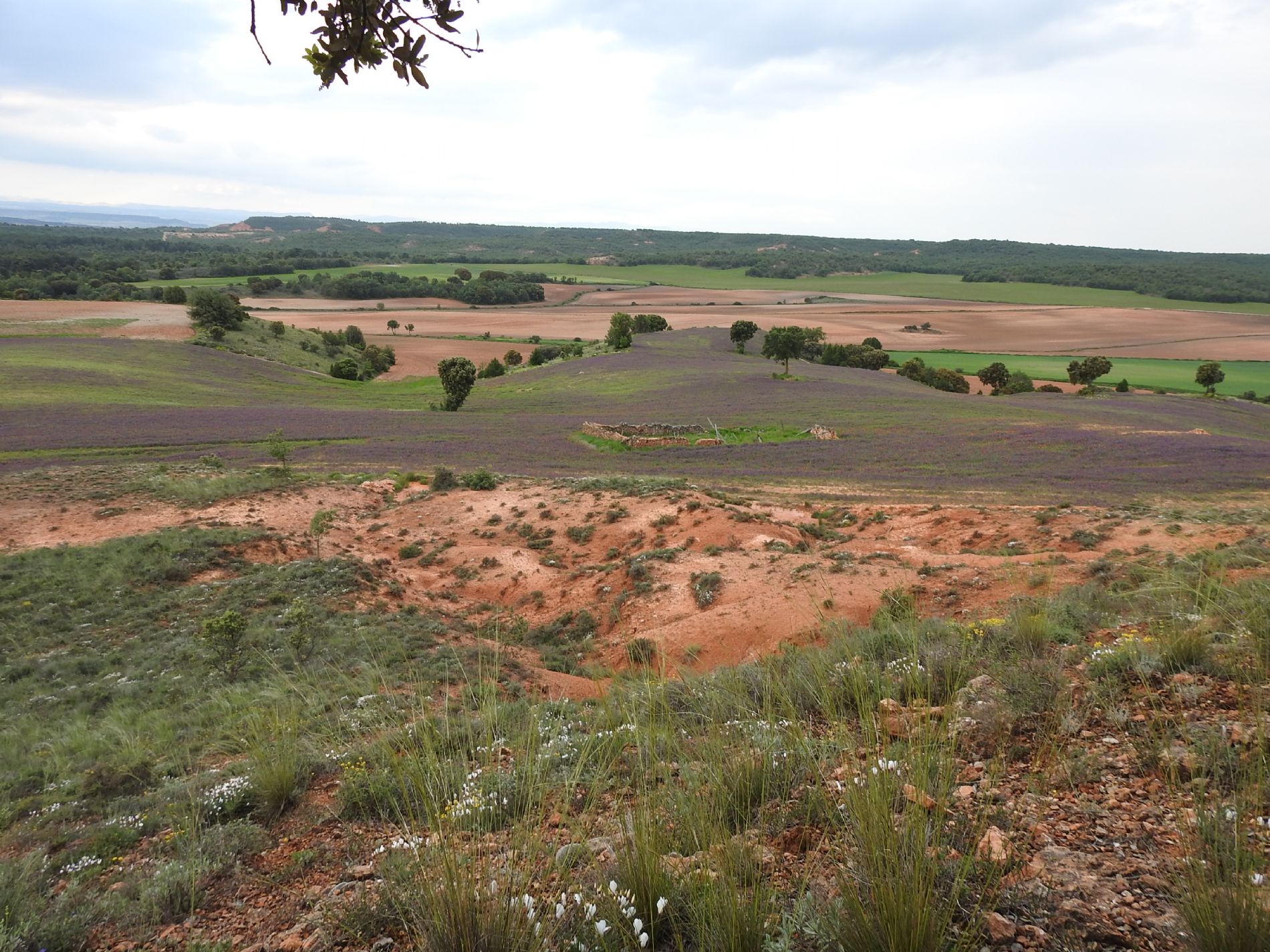 el campo precioso por la cantidad de agua caida