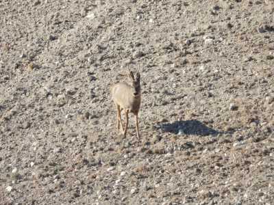 2019 03 MdC Scouting (29)   copia