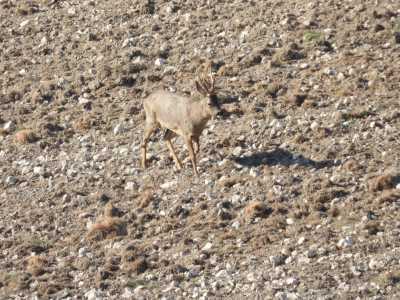 2019 03 MdC Scouting (32)   copia