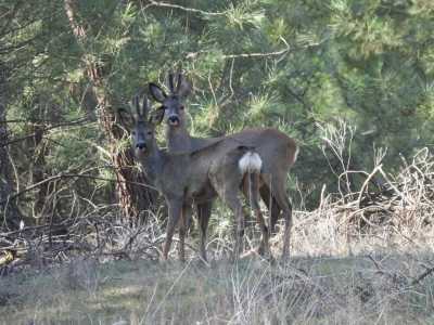 2019 03 MdC Scouting (48)