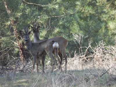 2019 03 MdC Scouting (49)