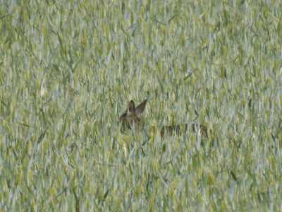 EN LA SIEMBRA