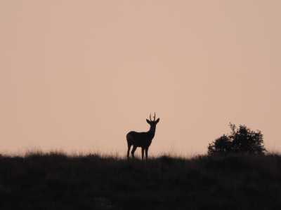 IMG 4361