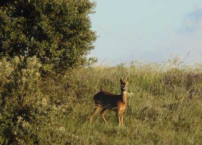 2021.06.05 Yearling