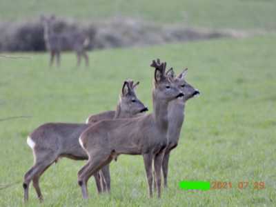 DSCN0295 LI