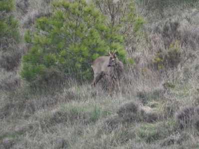 14b