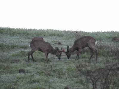 DSCN1401
