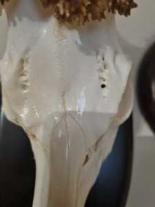 sutura