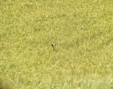 una aguja en el pajar una aguja en el pajar