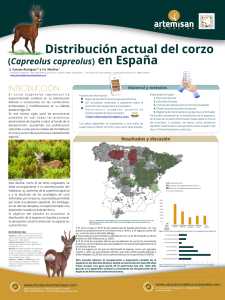 POSTER corzo baja POSTER corzo baja