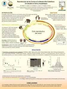 Póster Reproducción Corzas Póster Reproducción Corzas