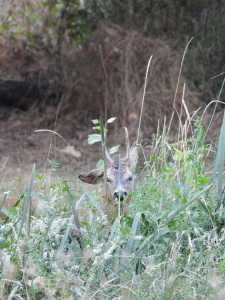 IMG 20250811 073342 IMG 20250811 073342