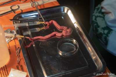 ZV221209 5565 ZV221209 5565