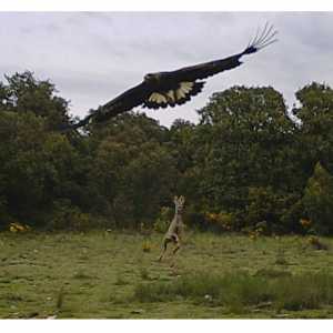 CORZO AGUILA CORZO AGUILA