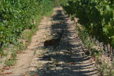 BUSCANDO LA SOMBRA EN AGOSTO