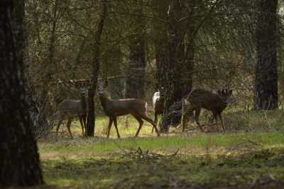 CURIOSOS