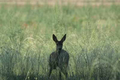 CAMUFLAJE