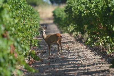 PASEO ENTRE VIÑAS