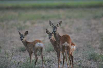 FAMILIA0