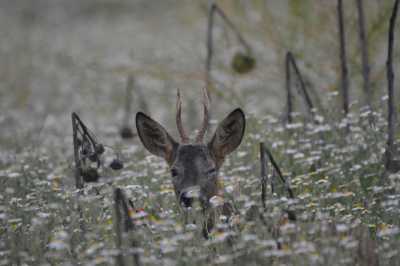 CAMUFLAJE