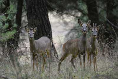 FAMILIA1