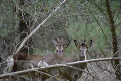 HERMANOS