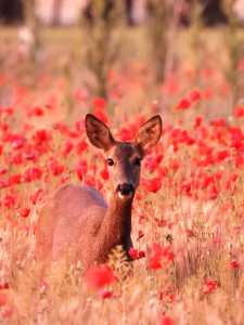 ENTRE AMAPOLAS