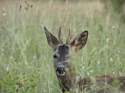 CAMUFLAJE