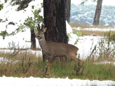 NIEVE4