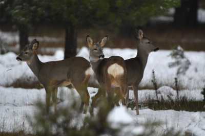 NIEVE3