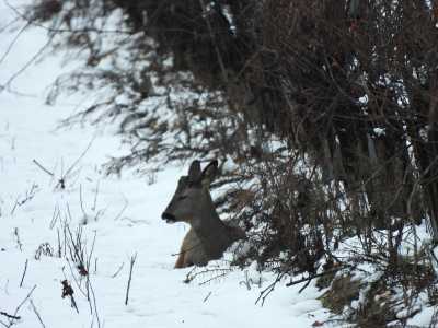 NIEVE2