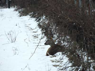 NIEVE1