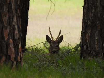 CAMUFLAJE