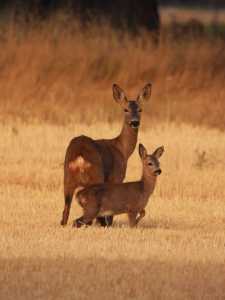 PROTECTORA