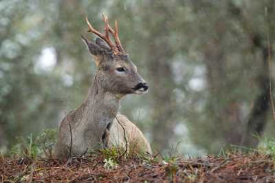 ACE2024 RafaBernal 14