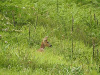 2020 05 24 Ayeko  (2)
