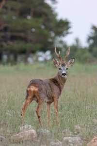 IMG 2587 IMG 2587