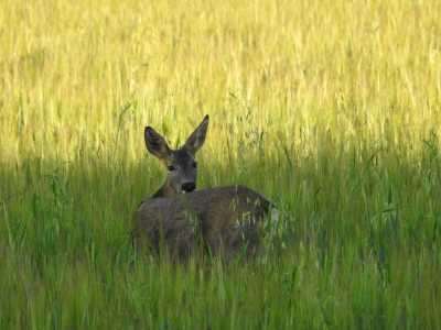 IMG 0691 IMG 0691