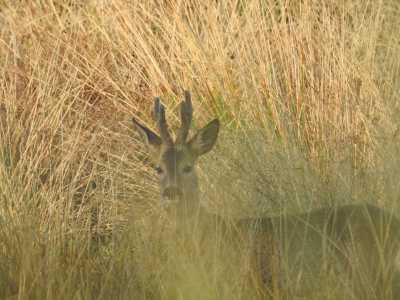 IMG 0699 IMG 0699