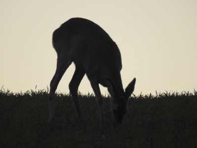 IMG 1360 IMG 1360