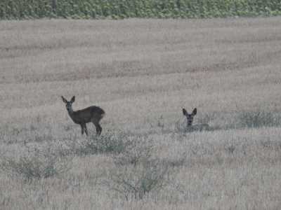 IMG 1986 IMG 1986