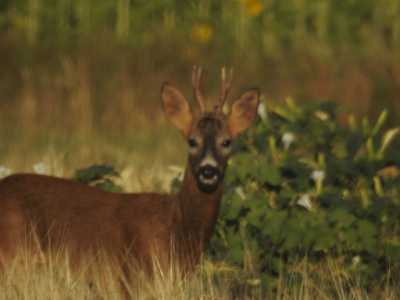 IMG 1985 IMG 1985