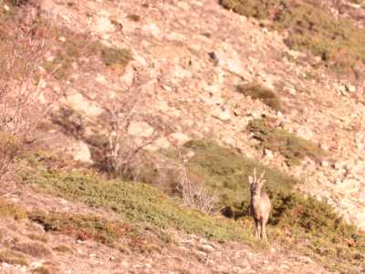 21 CORZO DEL LADERÓN