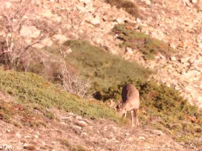 22 CORZO DEL LADERÓN