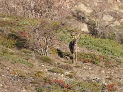 23 CORZO DEL LADERÓN